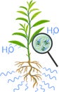 Scheme of plant transpiration and stomatal complex of green leaf under magnifying glass isolated on white